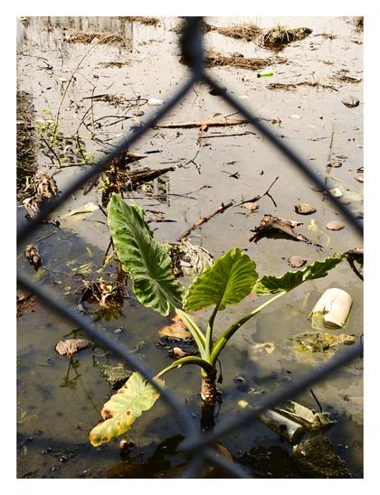 An alocasia plant (with green, heart-shaped leaves) growing in a murky, trash-filled pond. The pond is littered with plastic bottles, debris, and fallen branches. A wire mesh fence partially obstructs the foreground. - Google Lens AI Overview