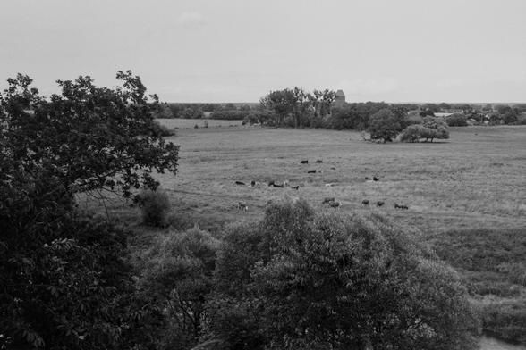 Blick auf eine Herde von Kühen. Im Hintergrund sieht man den Wendenturm von Gruna. Unten Rechts im Bild sieht man ganz versteckt die Mulde.