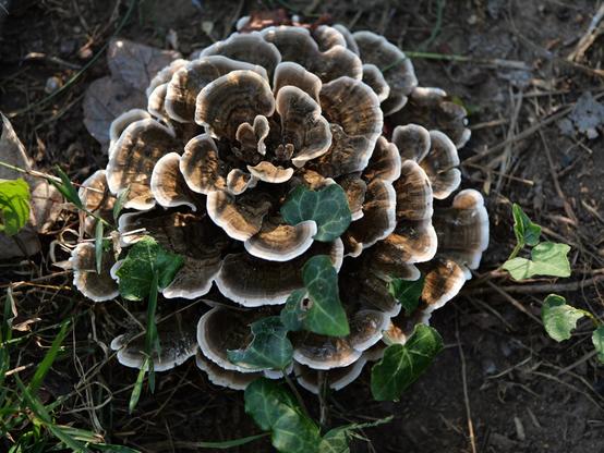 A flower shaped brown and white Trametes versicolor (Turkey Tail) fungus.
There are tendrils of ivy growing through the layers.