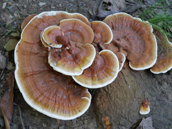 A cluster of Orange plate like fungus with a bright white rim. It is on a tree root and the area around it has rust colored spore dust.
