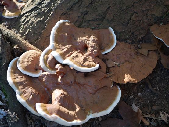 A rusty orange fungus with a bright white rim on the base of a tree. The rising sun is lighting the fungus from the left side casting shadows.
