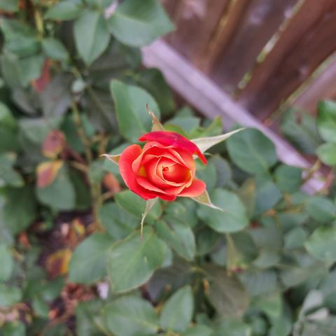 face-view of  a red and yellow rosebud, just beginning to open its petals.