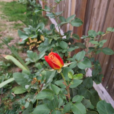 side view of a red and yellow rose bud, just starting to open its petals.  rose bush under the bud, and wooden fence to the right