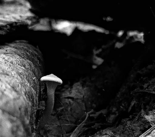 A very Small mushroom hidden besides a spruce cone, size was a couple of mm