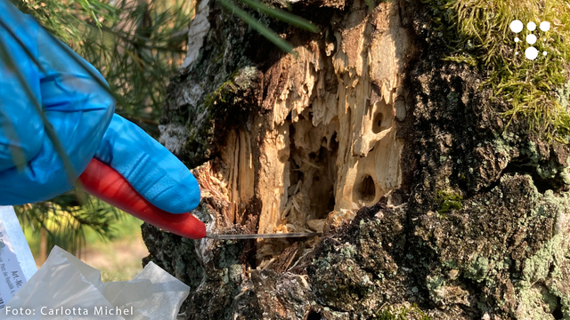 Frau steht neben großem Baumstamm und entnimmt eine Probe. Text: Neues EiLT-Projekt: Mit EDNA-Lab wird das Bild der Biodiversität schärfer