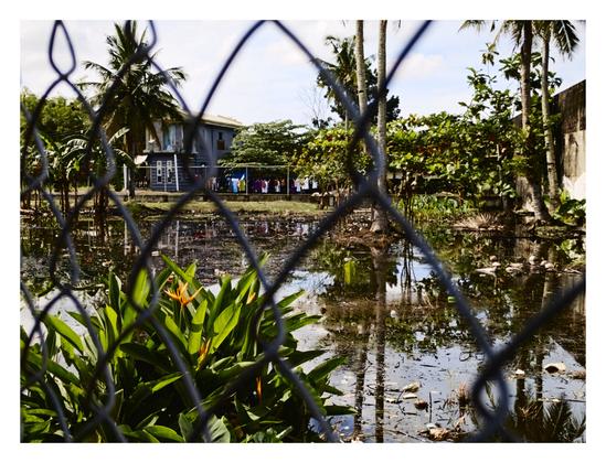 An outdoor photo taken through a chain-link fence, looking out onto a tropical scene. In the background, there is a two-story gray house surrounded by palm trees and other lush greenery, with colorful laundry hanging on a clothesline. The house and trees are reflected in a body of water in the midground, which appears to have some litter floating in it. In the foreground, a vibrant green plant with bright orange flowers provides a splash of color. - Google Gemini 2.5 Pro