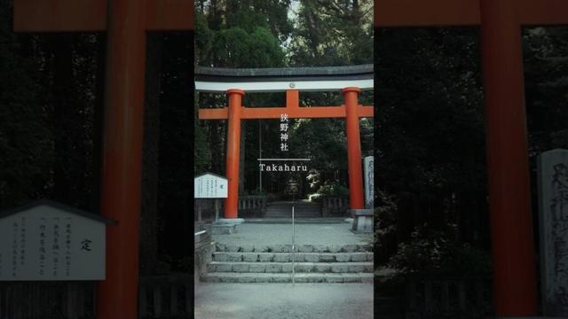 樹齢400年の杉並木が導く神秘の参道｜宮崎・狭野神社