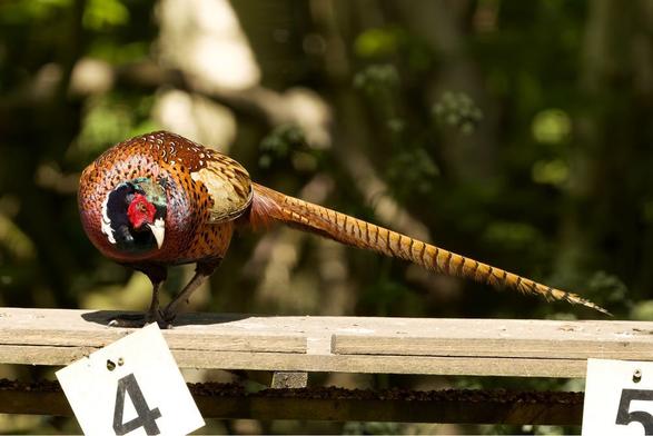 A magnificent male Ring-necked Pheasant stretches on a wooden perch, showcasing his vibrant plumage & long tail. His iridescent head & striking red wattle are stunning! See more: http://www.lukehaigh.co.uk #Birds #lukehaigh #birdphotography #photography