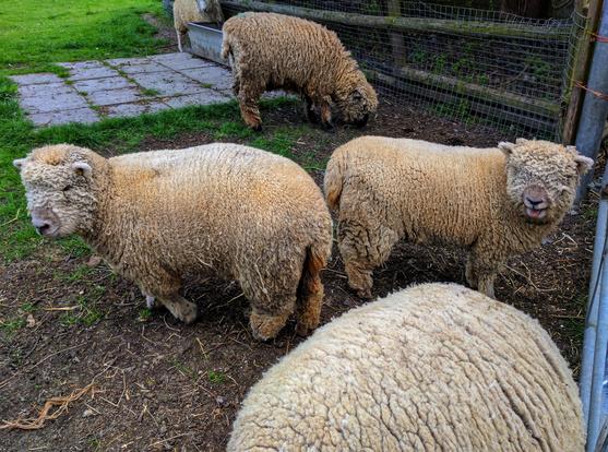 A small group of thick-fleeced sheep stands within a fenced outdoor enclosure. The sheep in the foreground appear robust, with dense, curly wool, and one is sticking out its tongue. Another sheep is grazing in the background, near a wooden and wire fence. The ground is a mix of muddy patches and sparse grass, and a paved area is visible to the left.