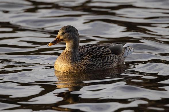 A close-up photograph of a female Mallard duck swimming in dark water. The duck has mottled brown and black plumage, a gray head, and an orange-yellow bill. Warm sunlight highlights the bird's chest and neck, while the surrounding water is dark and rippling, reflecting the light and the duck's underside.