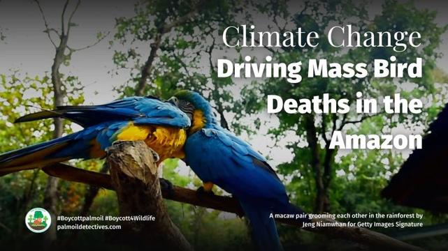 Climate Change Driving Mass Bird Deaths in the Amazon