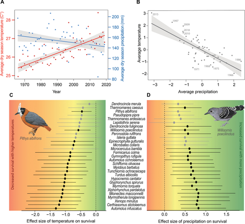 Climate Change Driving Mass Bird Deaths in the Amazon