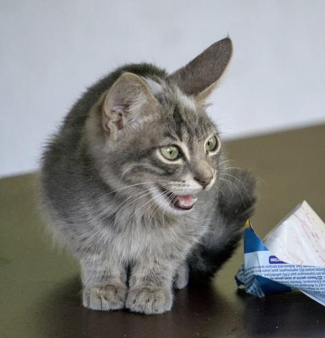 A cute grey kitten