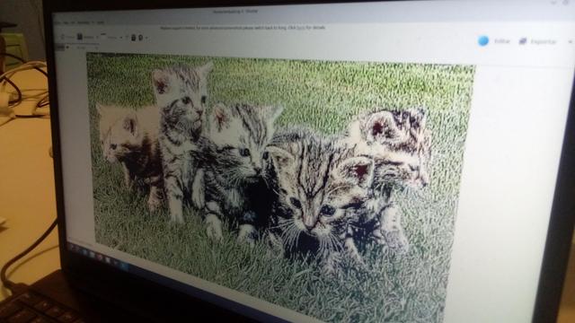 Foto de gatites glitcheades