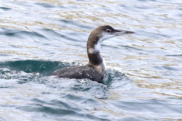 A chonky water bird with a dagger-like bill is swimming through the sea, displacing quite a bit of water as it moves forward powerfully.