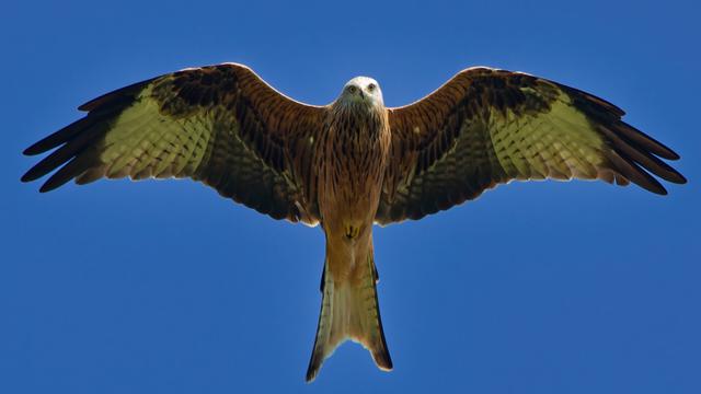 A red kite 
With wings spread 
Looking at you