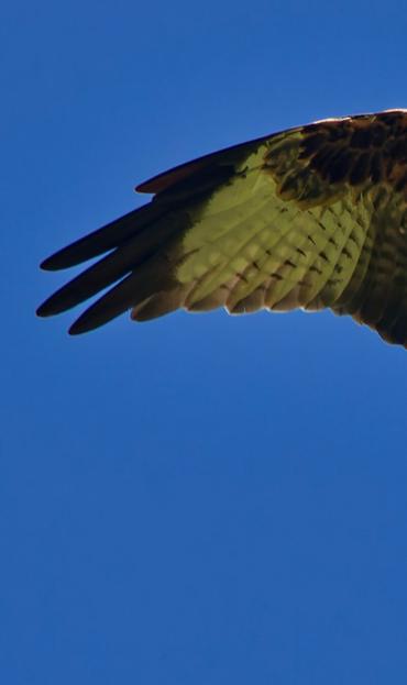 Left wing of the Red kite