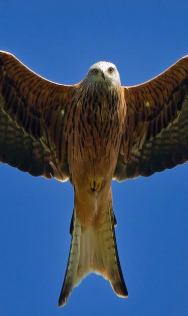 Torso of the Red kite
Eye contact