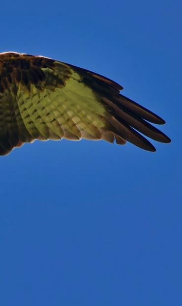 Right wing of the Red kite