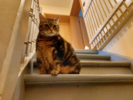 Fat Mousy