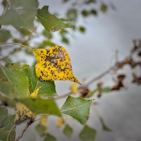 Das Foto zeigt einen Zweig mit Blättern, die Anzeichen von Herbstfärbung aufweisen. Ein Blatt im Vordergrund ist gelb mit vielen dunklen Flecken und kleinen Löchern. Die umliegenden Blätter sind noch grün und ebenfalls mit kleinen schwarzen oder dunklen Punkten übersät. Der Hintergrund ist unscharf, sodass die Blätter im Fokus stehen.