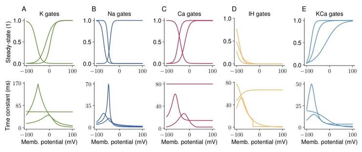 Figure 1: A sample of three gating variables for the sub-families of voltage-gated A) potassium, B) sodium, C) calcium, D) Ih- and E) Ca-dependent potassium channel models available on ICG. These gating variables were extracted directly from the respective .mod files at 6.3◦C and 5µM intracellular Ca2+ concentration. The top row shows the probability of the channel opening at different membrane potentials, and the bottom row shows the corresponding time constants at these
potentials.