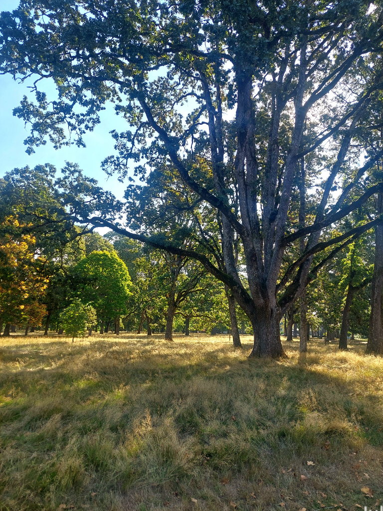 Mostly Oregon white oaks in an unmowed natural oak savanna in a city park, with sun back lighting the trees, and long golden grasses below.