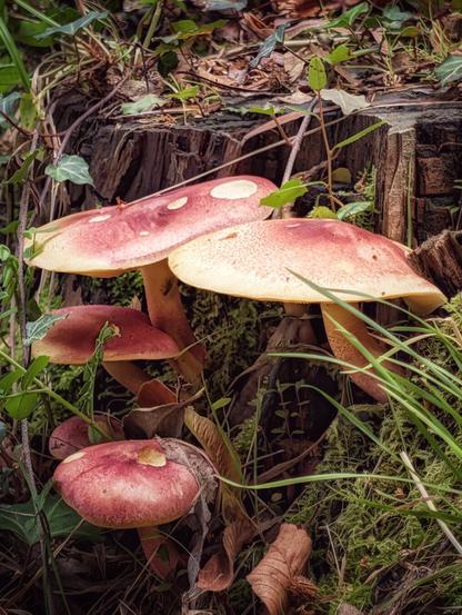 A vertical close-up photograph of a cluster of toadstools, likely Boletus or similar, growing at the base of a decaying tree stump. The fungi have large, reddish-pink caps with pale yellow edges, contrasting with the dark brown of the stump and the deep greens of surrounding moss, ivy, and blades of grass. The lighting is soft and natural, suggesting a damp, autumnal setting in a European woodland.