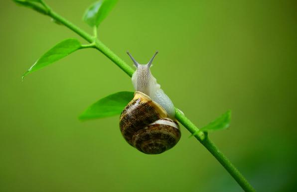 Types of snails in Virginia