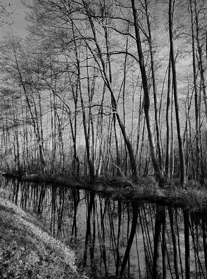 Ein Schwarz-weiß- Foto einer Moorlandschaft im Wald mit einem Fluss, der sich quer durchs Bild zieht, und auf dessen spiegelglatter Oberfläche sich die schmalen hohen Bäume des gegenüberliegenden Ufers spiegeln. 

A black-and-white photograph of a woodland moor landscape with a river running across the image, its mirror-smooth surface reflecting the tall, slender trees on the opposite bank.