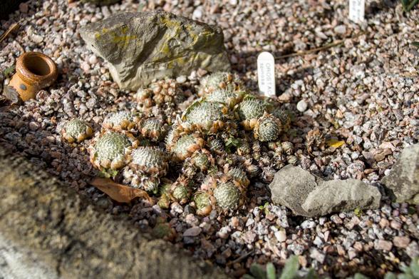 Small succulents in a tiny rockgarden