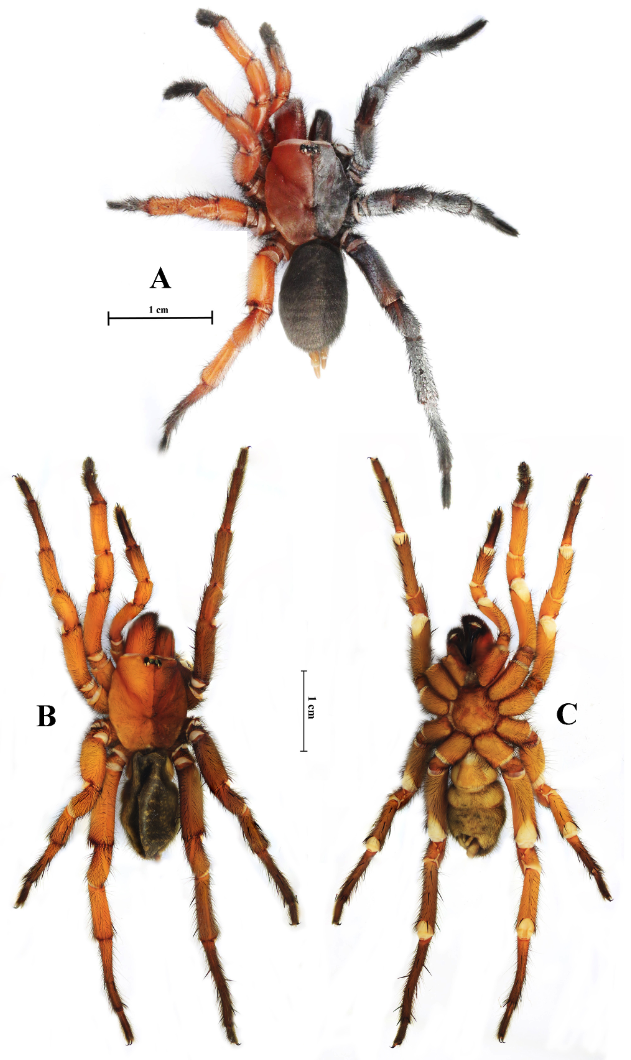 Damarchus gynandromorph