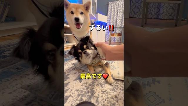 人気マッサージ🤣#柴犬 #チワワ #shorts