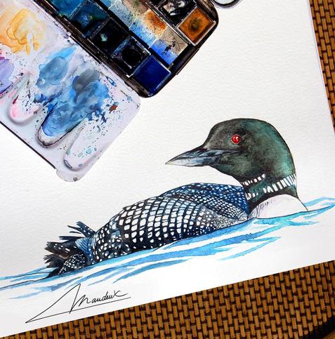 Aquarelle réaliste et scientifique d'un Plongeon imbrin (appelé Plongeon huard au quebec)