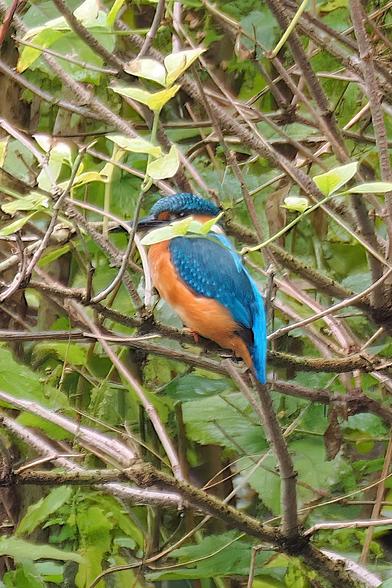 Eisvogel sitzt im Busch, der Hals von einem Blatt verdeckt.