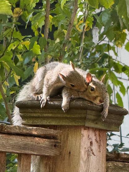 Parent and juvenile squirrel on fence.