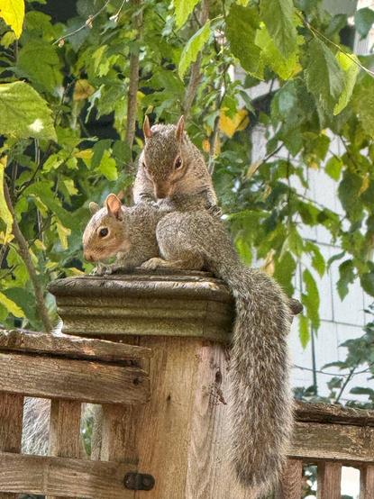 Parent and juvenile squirrel on fence.