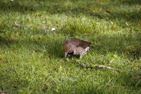 Northern Flicker hunting for insects among warm green grass