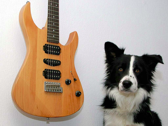 Aero, my former Border Collie/
