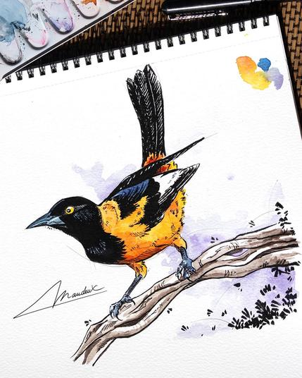 dessin a l encre noire et a l aquarelle d un oriole troupiale curieux. Dessin réaliste et scientifique.