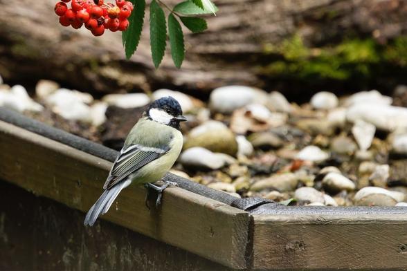 A lovely Great Tit perched on a wooden edge, with out-of-focus rowan berries overhead and a pebble-strewn ground below. Please visit http://www.lukehaigh.co.uk. #Birds #lukehaigh #birdphotography #photography
