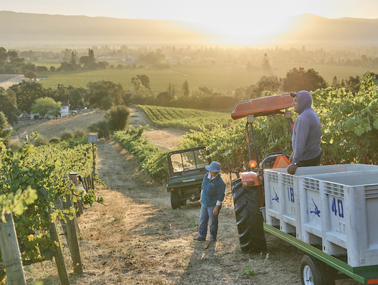 An idyllic photo of the Napa Valley as this year's grape harvest concludes is taken from the side of a hill with the valley stretched out below. The morning sun is just flaring over the Vaca Mountains in the distance, bathing the whole scene in golden light. In the middle ground, the vineyards on the valley floor are surrounded by rows of trees.  

As the land slopes up toward the camera, the gentle undulation of the ground is highlighted like isobars by the rows of grapevines.  Finally, close to the camera is a tractor with an open trailer with two grape containers sitting on top. There is an ATV in front of the tractor, and both are on a dirt road through the vineyard. One vineyard worker stands next to the tractor's back wheel, while another ion the trailer stands with his hand on one of the large bins.  

These containers, which look for all the world like giant Tupperware pieces, each hold half a ton of grapes.  They are standardized, and at harvest the roads of Napa Valley are full of trailers of them bringing grapes from the field to the wineries, where they will be crushed and ultimately bottled. 

A ton of wine grapes works out to about 750 bottles, give or take, so the trailer in the photo represents that many potential bottles of wine. 

*Edit to correct, it's two of the big plastic grape containers, not 4.