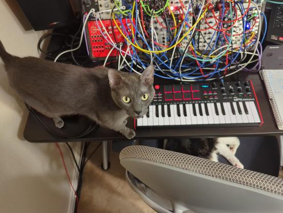 two cats, one sleeping on an office chair and the other on top of the table facing the camera