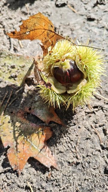 De vrucht van de tamme kastanje ligt op de grond; nog in haar stekelige omhulsel. Eromheen liggen wat herfstbladeren 
Die Frucht der Marone ligt auf der Erde; noch in ihrer stacheligen Hülle. Darum herum liegen Herbstblätter