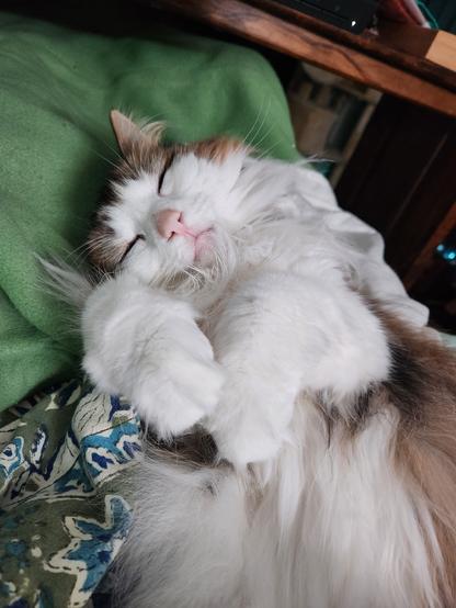 Very floofy cat with a white belly and paws sleeps on her back with her front paws tucked under her chin. Her nose is light pink and she seems to be smiling.