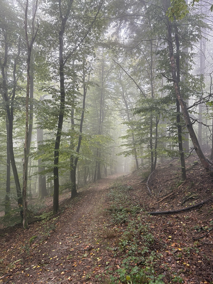 Ein brauner Waldweg, kräftig grüne Blätter an dünnen gebogenen Bäumen, leichter Nebel. Nasser Herbstwald.