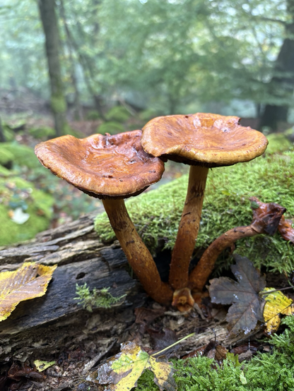 Zwei karamellfarbene Pilze, die sich aneinanderlehnen auf einem Baumstamm mit braun-grauer Rinde und hellgrünem Moos