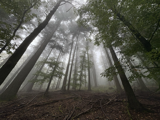 Nebelwald mit Fischauge aufgenommen. Hohe dünne Bäume mit wenig Blättern. Viel Nebel, aber man sieht noch recht weit. Unten dunkler Boden, oben heller Nebel.