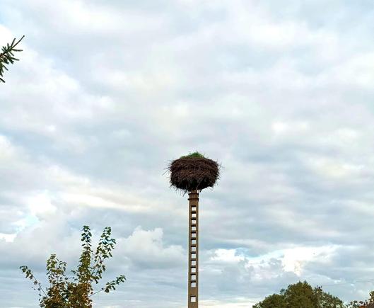 A stork nest, now temporarily uninhabited, up on top of a concrete pole. Behind the sort of cloudy sky that had the storks flee south. Inside the nest a green bundle of grass is growing tall.