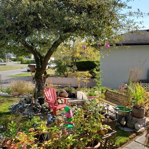 A sunlit front yard garden bed overflowing with potted plants, including a red Adirondack chair nestled under a large tree with a thick trunk, decorative statues, and a wooden bench, near a residential house.